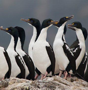 Blue-eyed shags survive Ice Age in New Zealand