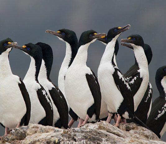 Blue-eyed shags survive Ice Age in New Zealand
