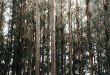 Australia’s carbon market a “fraud on the environment”