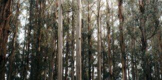 Australia’s carbon market a “fraud on the environment”