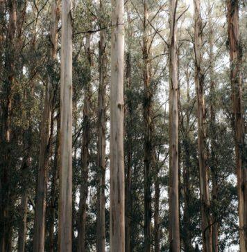 Australia’s carbon market a “fraud on the environment”