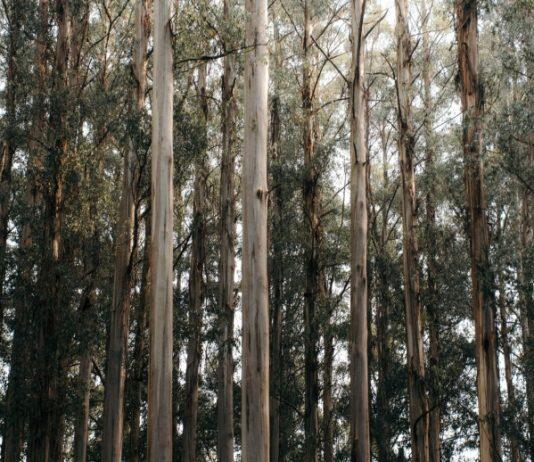 Australia’s carbon market a “fraud on the environment”