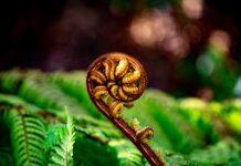 Three Massey projects awarded MBIE Vision Mātauranga Capability funding