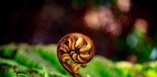 Three Massey projects awarded MBIE Vision Mātauranga Capability funding