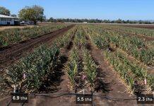 Researchers investigate garlic’s hidden powers