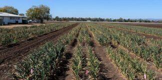 Researchers investigate garlic’s hidden powers