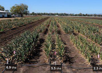 Researchers investigate garlic’s hidden powers