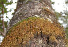 How NZ could become a world leader in decarbonisation using forestry and geothermal technology