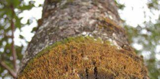 How NZ could become a world leader in decarbonisation using forestry and geothermal technology