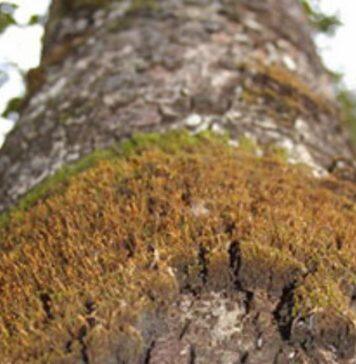 How NZ could become a world leader in decarbonisation using forestry and geothermal technology