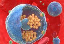 UM develops bacteria-mimetic nanomedicine to enhance cancer therapies