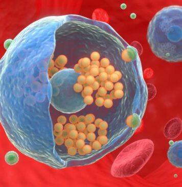 UM develops bacteria-mimetic nanomedicine to enhance cancer therapies