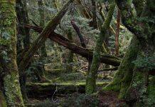 Tasmania goes net carbon negative by reducing logging