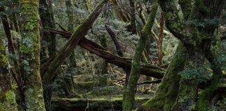 Tasmania goes net carbon negative by reducing logging