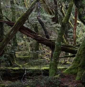 Tasmania goes net carbon negative by reducing logging