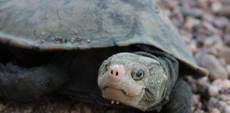 Long lost ‘bum-breathing’ turtle makes its return