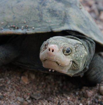 Long lost ‘bum-breathing’ turtle makes its return