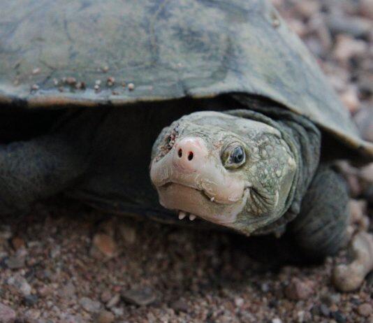 Long lost ‘bum-breathing’ turtle makes its return