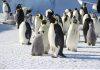 One little penguins’ journey has created a big path to future funding