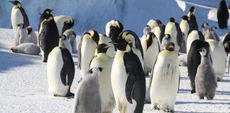 One little penguins’ journey has created a big path to future funding