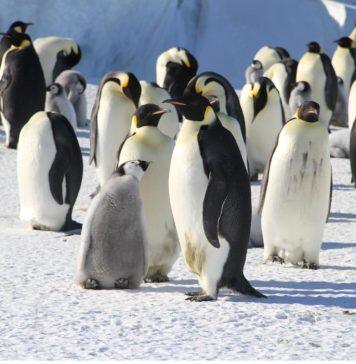 One little penguins’ journey has created a big path to future funding