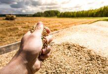 Novel polymers could lead to greater crop yields for farmers