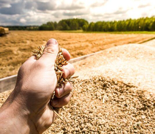 Novel polymers could lead to greater crop yields for farmers