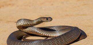 Deadly snakes could save your life