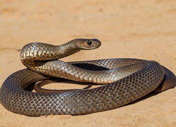 Deadly snakes could save your life