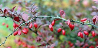 Herbal supplement shows promise against lung cancer