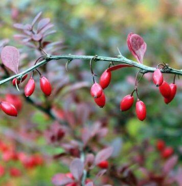 Herbal supplement shows promise against lung cancer