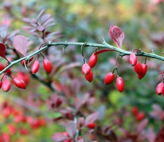 Herbal supplement shows promise against lung cancer
