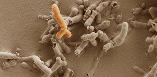 Maternal microbiome promotes healthy development of the baby