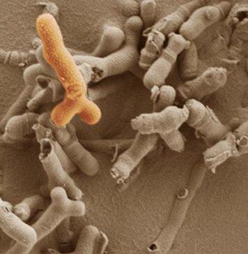 Maternal microbiome promotes healthy development of the baby