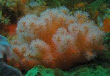 Ten new coral species discovered in science collections