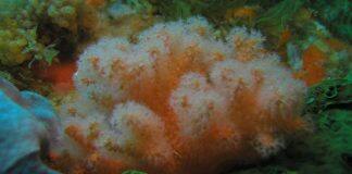 Ten new coral species discovered in science collections