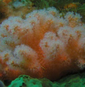 Ten new coral species discovered in science collections