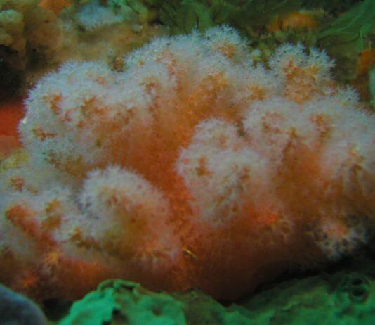 Ten new coral species discovered in science collections