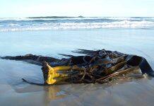 Kelp connecting Southern coasts – genomics reveals