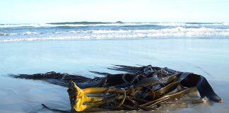 Kelp connecting Southern coasts – genomics reveals