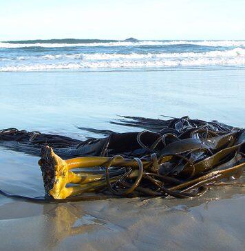Kelp connecting Southern coasts – genomics reveals
