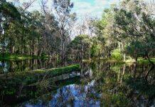 Nature restoration as a climate solution not enough to reduce peak global temperatures