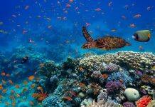 Ocean warming threatens richest marine biodiversity