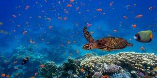Ocean warming threatens richest marine biodiversity