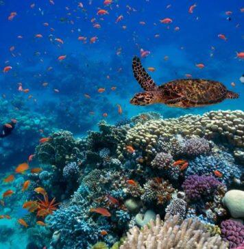 Ocean warming threatens richest marine biodiversity