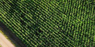 Trade deals and changing diets key influencers in securing nutrient rich food