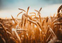 Breeding with ‘wild relatives’ to produce disease and climate resistant wheat