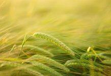 Straightening out kinky roots captures carbon and avoids drought stress