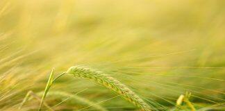 Straightening out kinky roots captures carbon and avoids drought stress