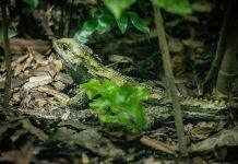 Tuatara tops for long life and graceful aging in new international study